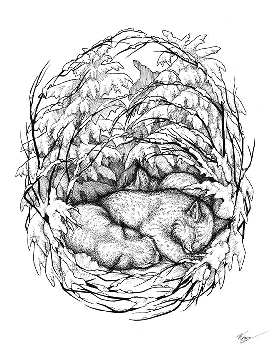 Nesting Series Lynx - Signed Giclée Print